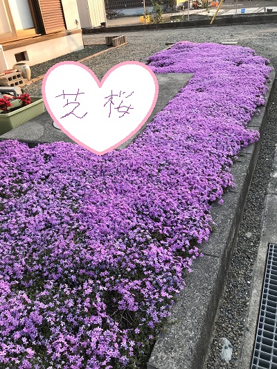 芝桜